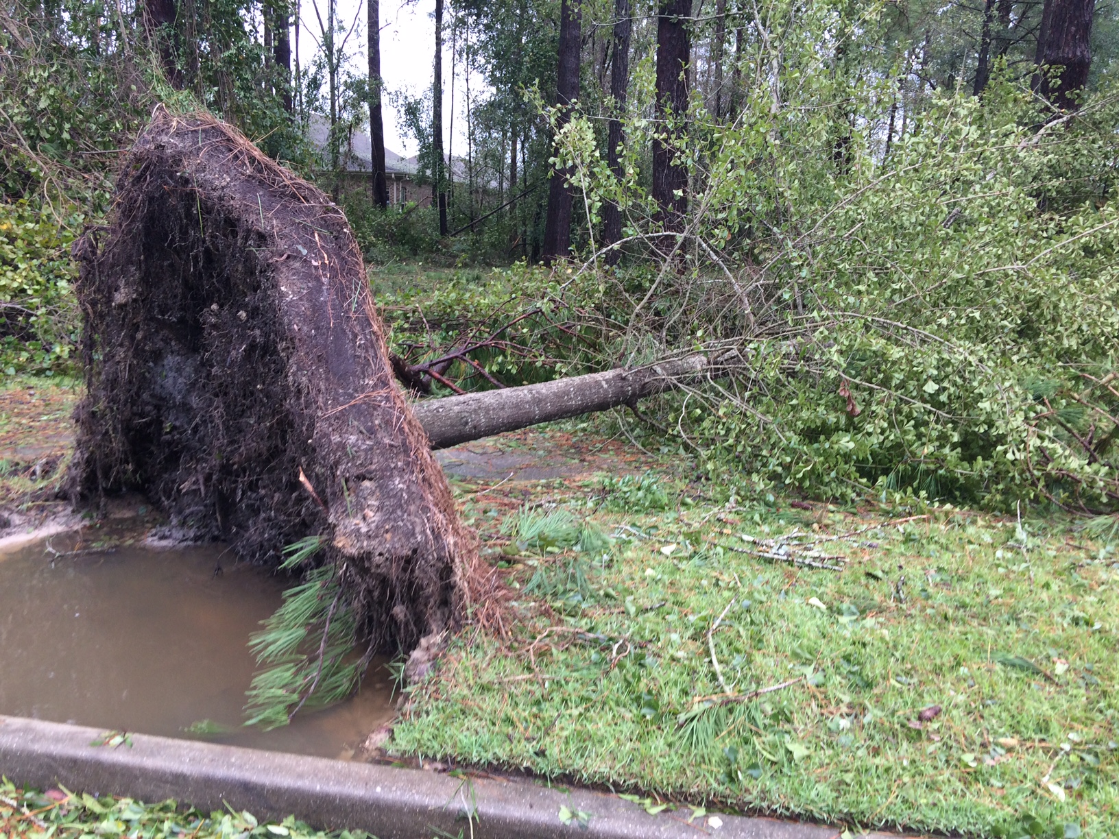 Uprooted tree 2 Tom Seaman